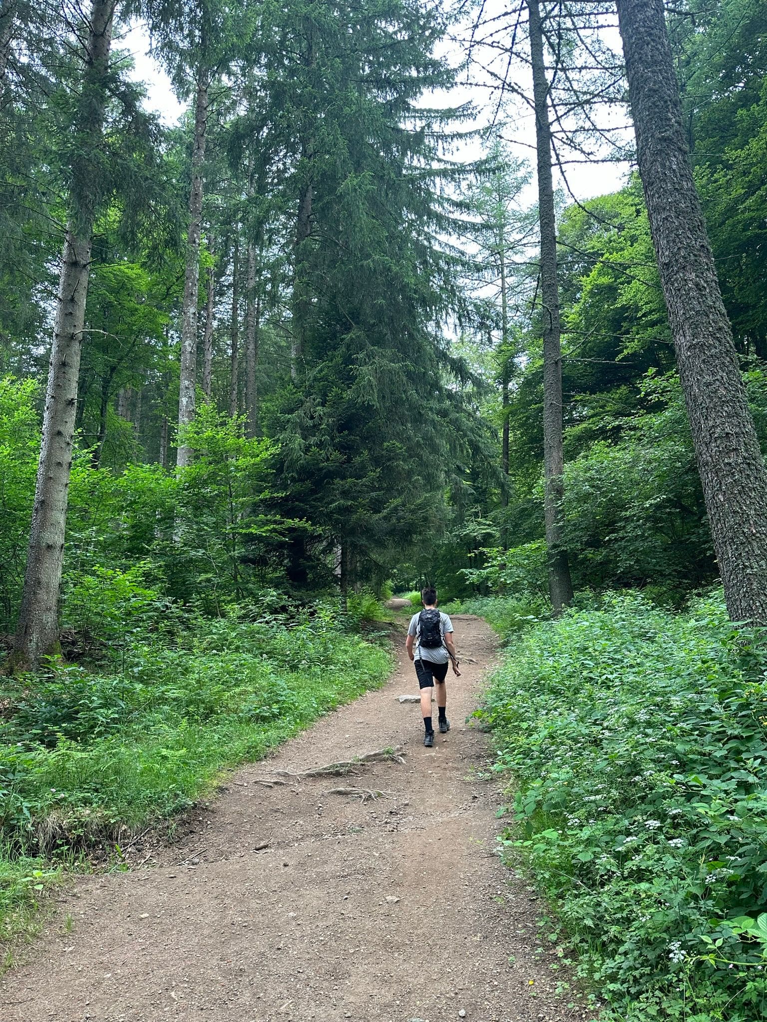 A person is walking down the trail in the woods.