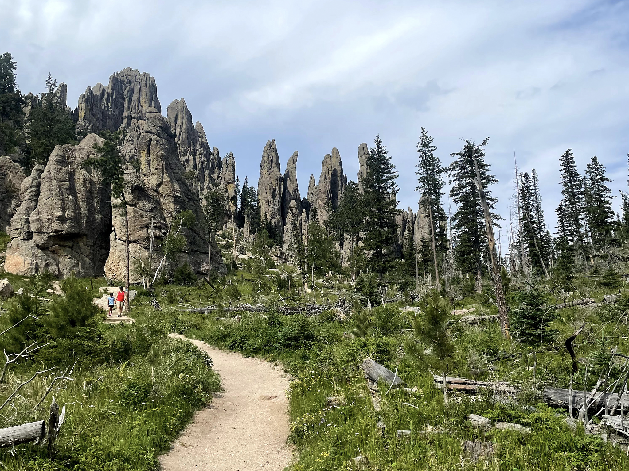 A trail in the middle of a forest with trees and rocks.