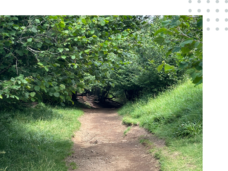 A trail in the woods with trees and grass