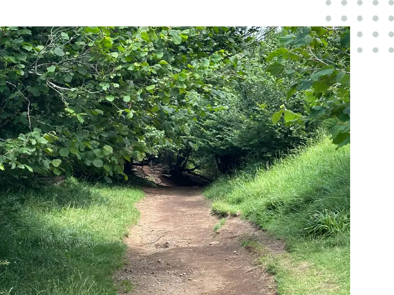 A trail in the woods with trees and grass